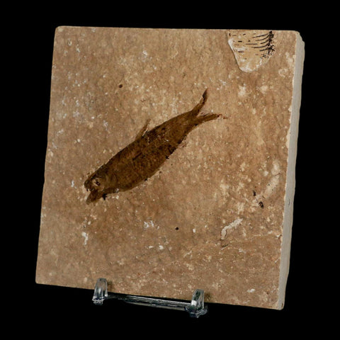 2.5" Knightia Eocaena Fossil Fish Green River FM Wyoming Eocene Age COA & Stand