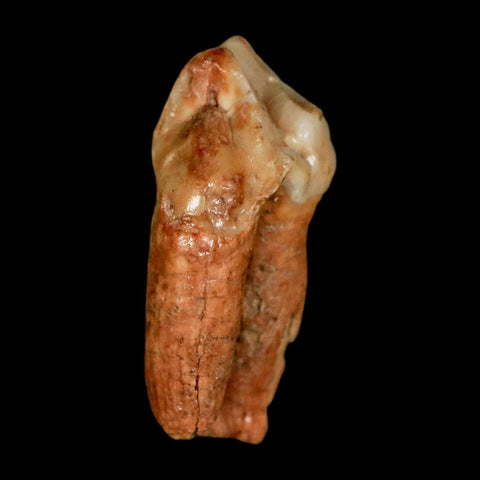 1.4" Extinct Cave Bear Ursus Spelaeus Pre-Molar Tooth Rooted Pleistocene Age COA