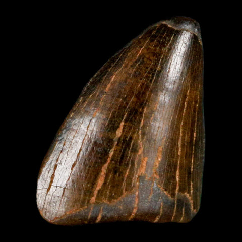 0.8" Tyrannosaurus Rex Fossil Tooth Tip Lance Creek Cretaceous Dinosaur WY COA - Fossil Age Minerals