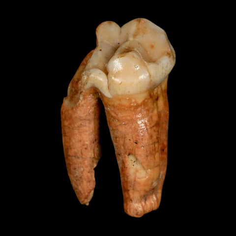 1.4" Extinct Cave Bear Ursus Spelaeus Pre-Molar Tooth Rooted Pleistocene Age COA