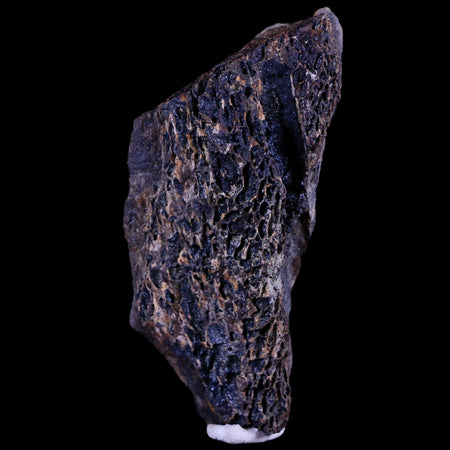 3.1" Tyrannosaurus Rex Fossil Bone Marrow Dinosaur Lance Creek FM Wyoming COA