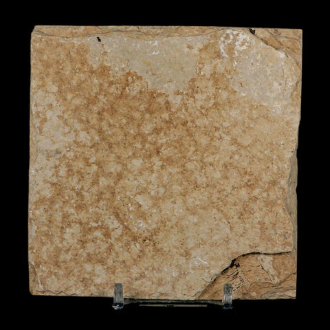 2.5" Knightia Eocaena Fossil Fish Green River FM Wyoming Eocene Age COA & Stand