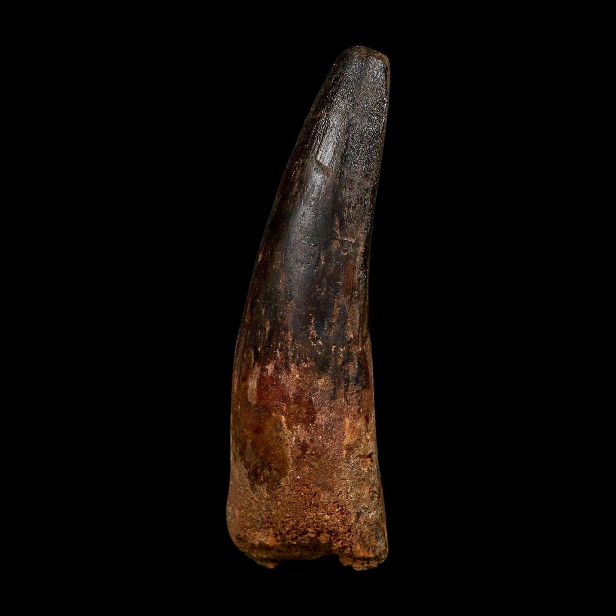 XL 3.9" Spinosaurus Fossil Tooth 100 Million Years Old Cretaceous Dinosaur COA