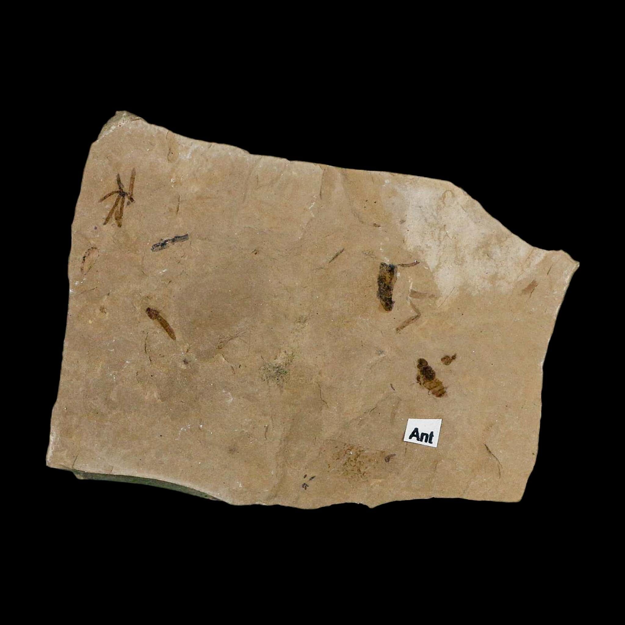 3" Fossil Insect Mortality Plate Green River Formation Uintah County Utah Eocene Age - Fossil Age Minerals