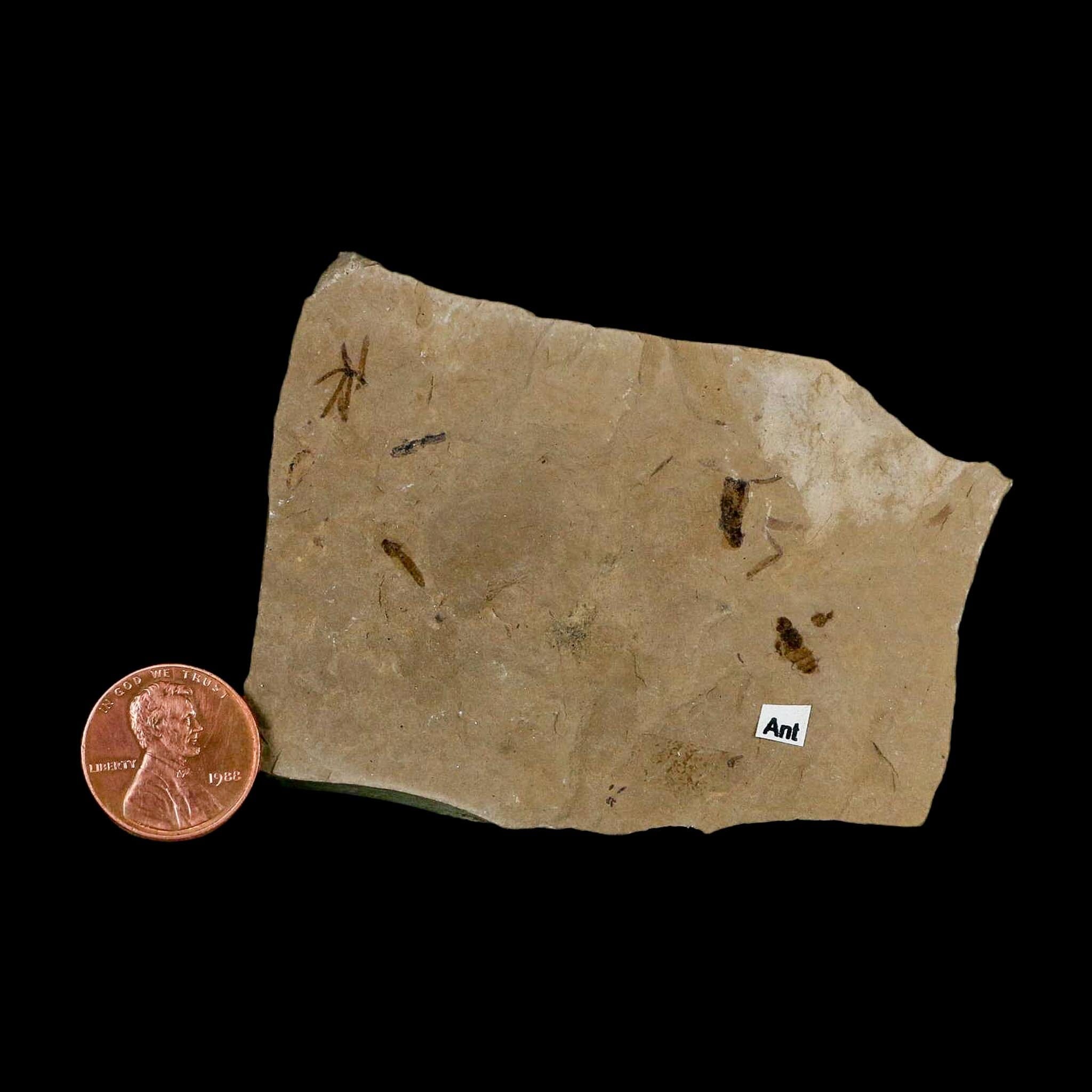3" Fossil Insect Mortality Plate Green River Formation Uintah County Utah Eocene Age - Fossil Age Minerals