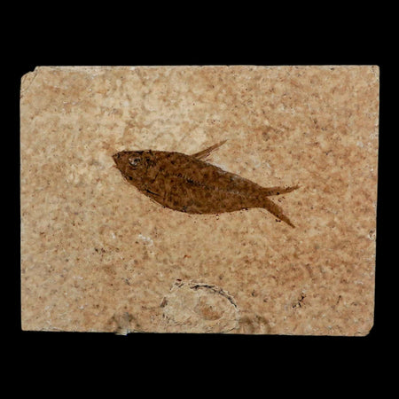 2.4" Diplomystus Dentatus Fossil Fish Green River FM WY Eocene Age COA, Stand
