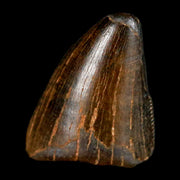 0.8" Tyrannosaurus Rex Fossil Tooth Tip Lance Creek Cretaceous Dinosaur WY COA