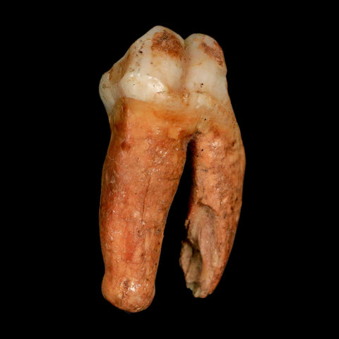 1.4" Extinct Cave Bear Ursus Spelaeus Pre-Molar Tooth Rooted Pleistocene Age COA