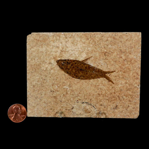 2.4" Diplomystus Dentatus Fossil Fish Green River FM WY Eocene Age COA, Stand