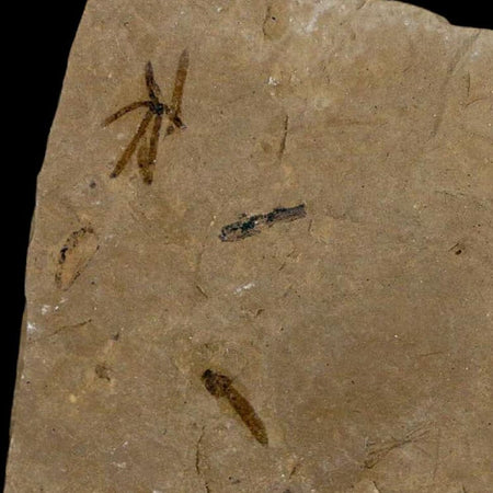 3" Fossil Insect Mortality Plate Green River Formation Uintah County Utah Eocene Age