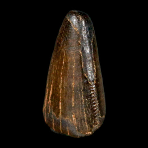 0.8" Tyrannosaurus Rex Fossil Tooth Tip Lance Creek Cretaceous Dinosaur WY COA - Fossil Age Minerals