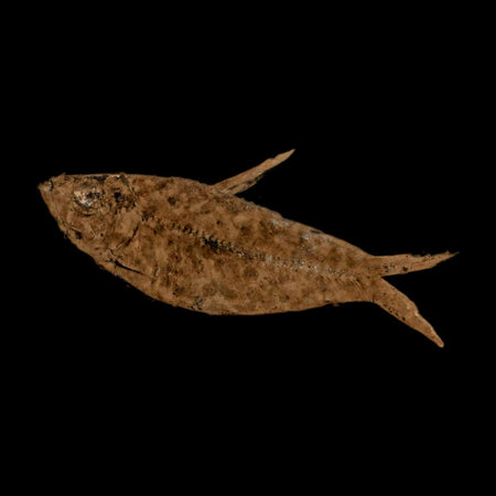 2.4" Diplomystus Dentatus Fossil Fish Green River FM WY Eocene Age COA, Stand