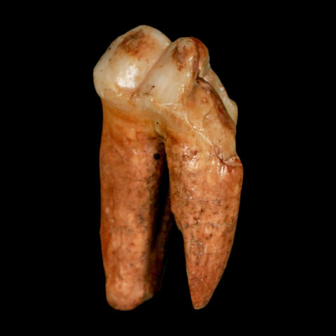 1.4" Extinct Cave Bear Ursus Spelaeus Pre-Molar Tooth Rooted Pleistocene Age COA