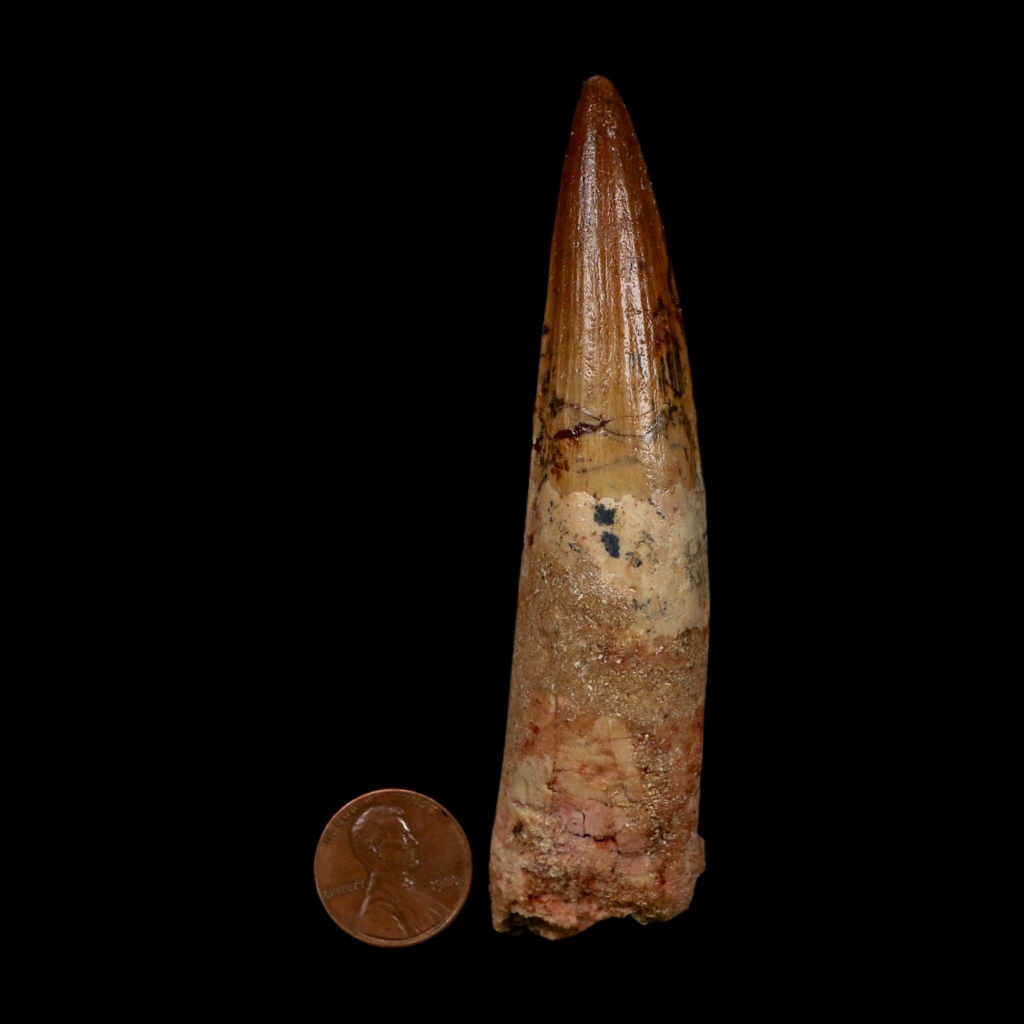 XL 4" Spinosaurus Fossil Tooth 100 Million Years Old Cretaceous Dinosaur COA