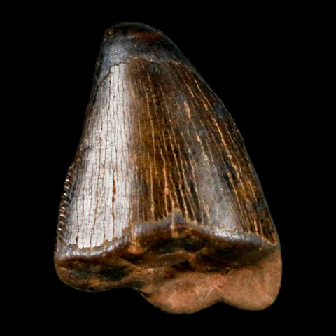 0.8" Tyrannosaurus Rex Fossil Tooth Tip Lance Creek Cretaceous Dinosaur WY COA - Fossil Age Minerals