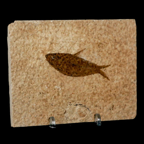 2.4" Diplomystus Dentatus Fossil Fish Green River FM WY Eocene Age COA, Stand