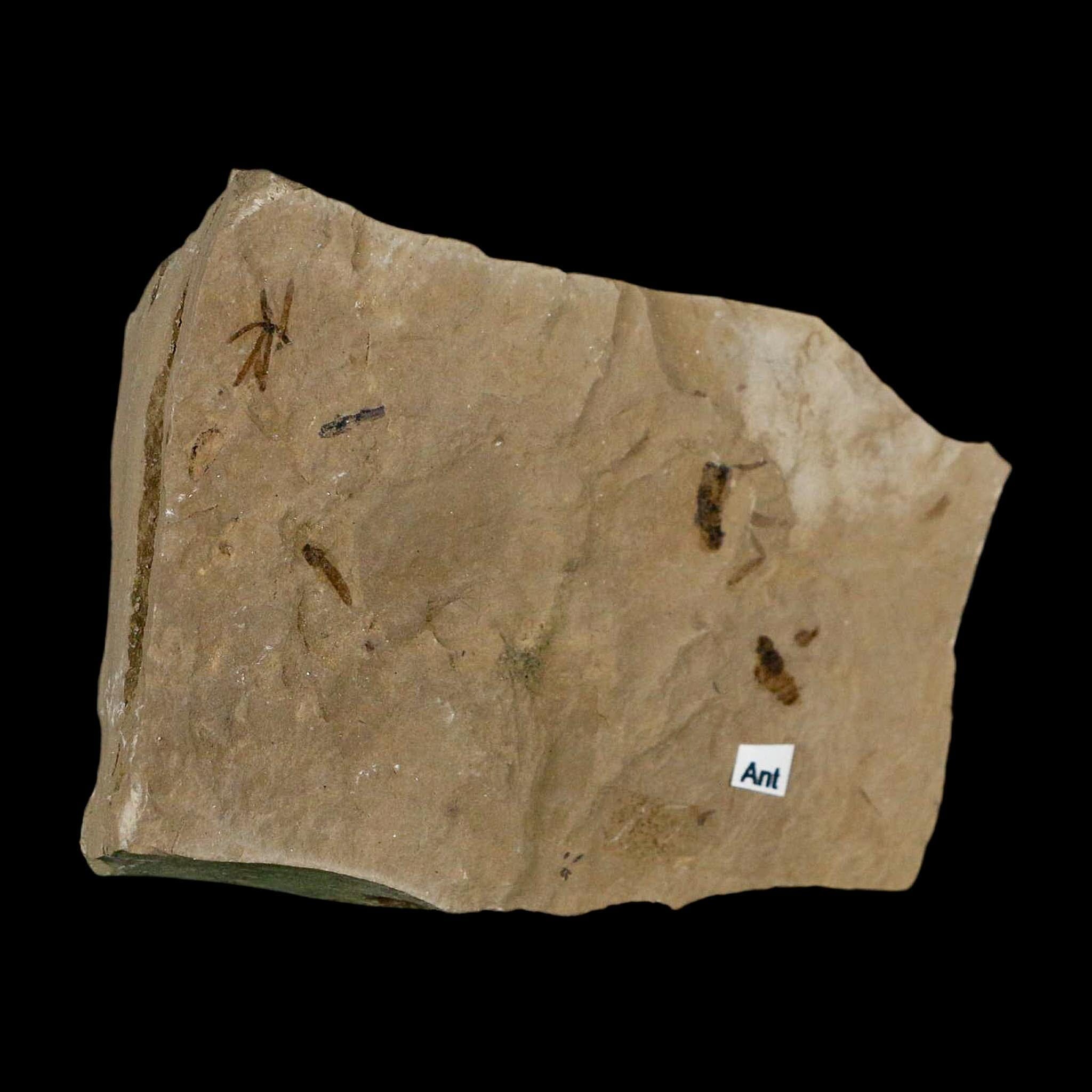 3" Fossil Insect Mortality Plate Green River Formation Uintah County Utah Eocene Age - Fossil Age Minerals