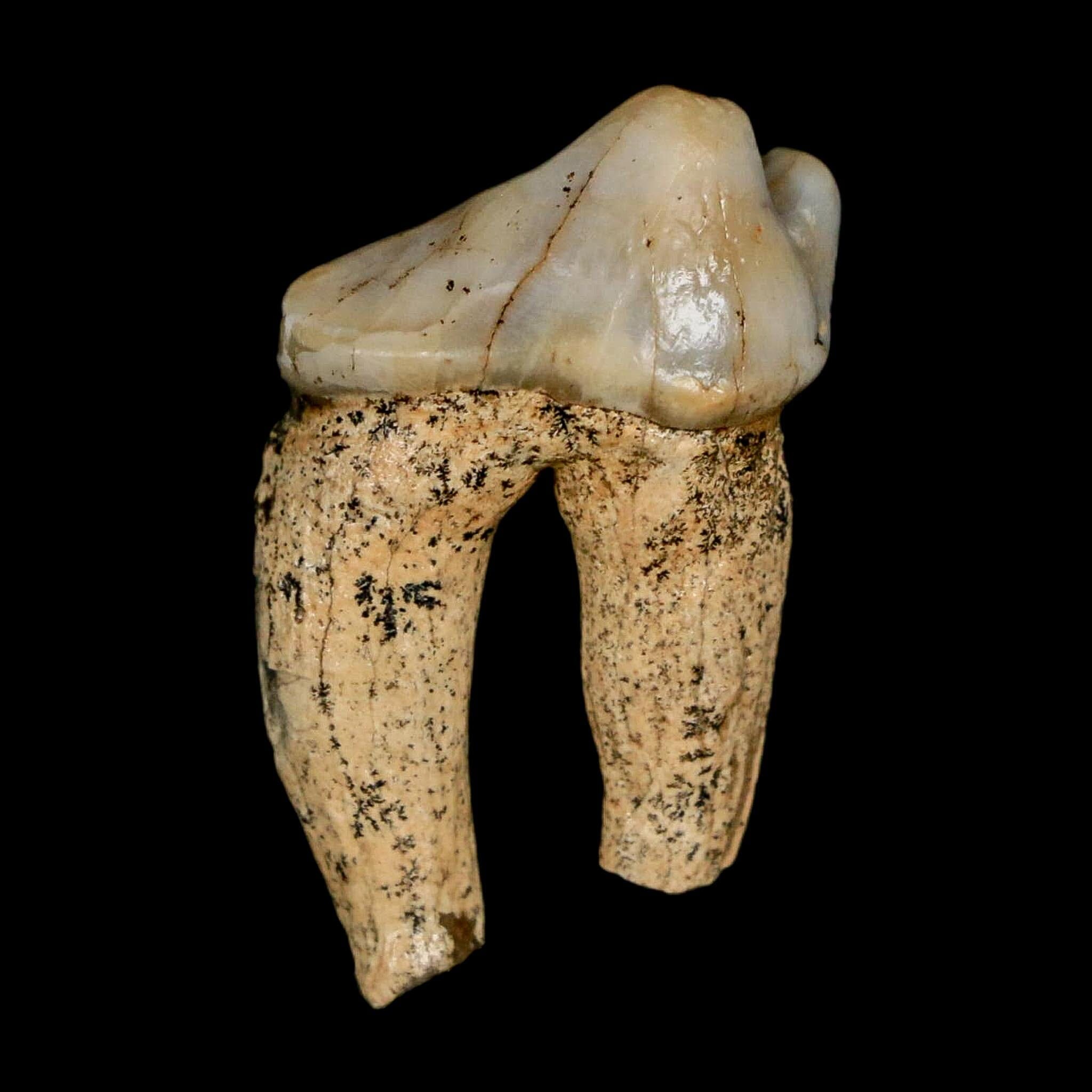 1.1" Extinct Cave Bear Ursus Spelaeus Pre-Molar Tooth Rooted Pleistocene Age COA - Fossil Age Minerals