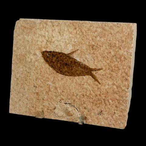 2.4" Diplomystus Dentatus Fossil Fish Green River FM WY Eocene Age COA, Stand