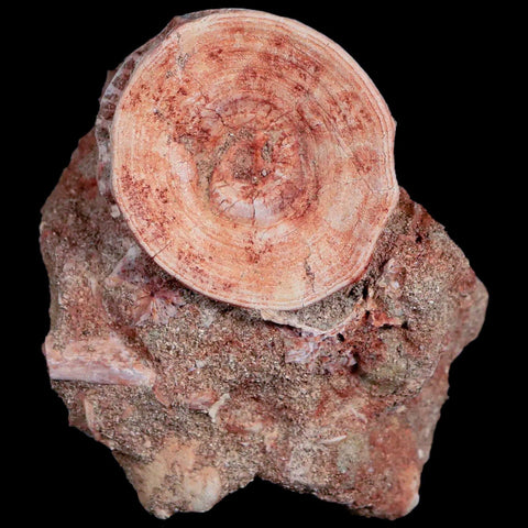 39MM Otodus Obliquus Shark Vertebrae Fossil Bone In Matrix Morocco COA - Fossil Age Minerals