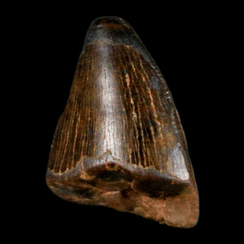 0.8" Tyrannosaurus Rex Fossil Tooth Tip Lance Creek Cretaceous Dinosaur WY COA - Fossil Age Minerals