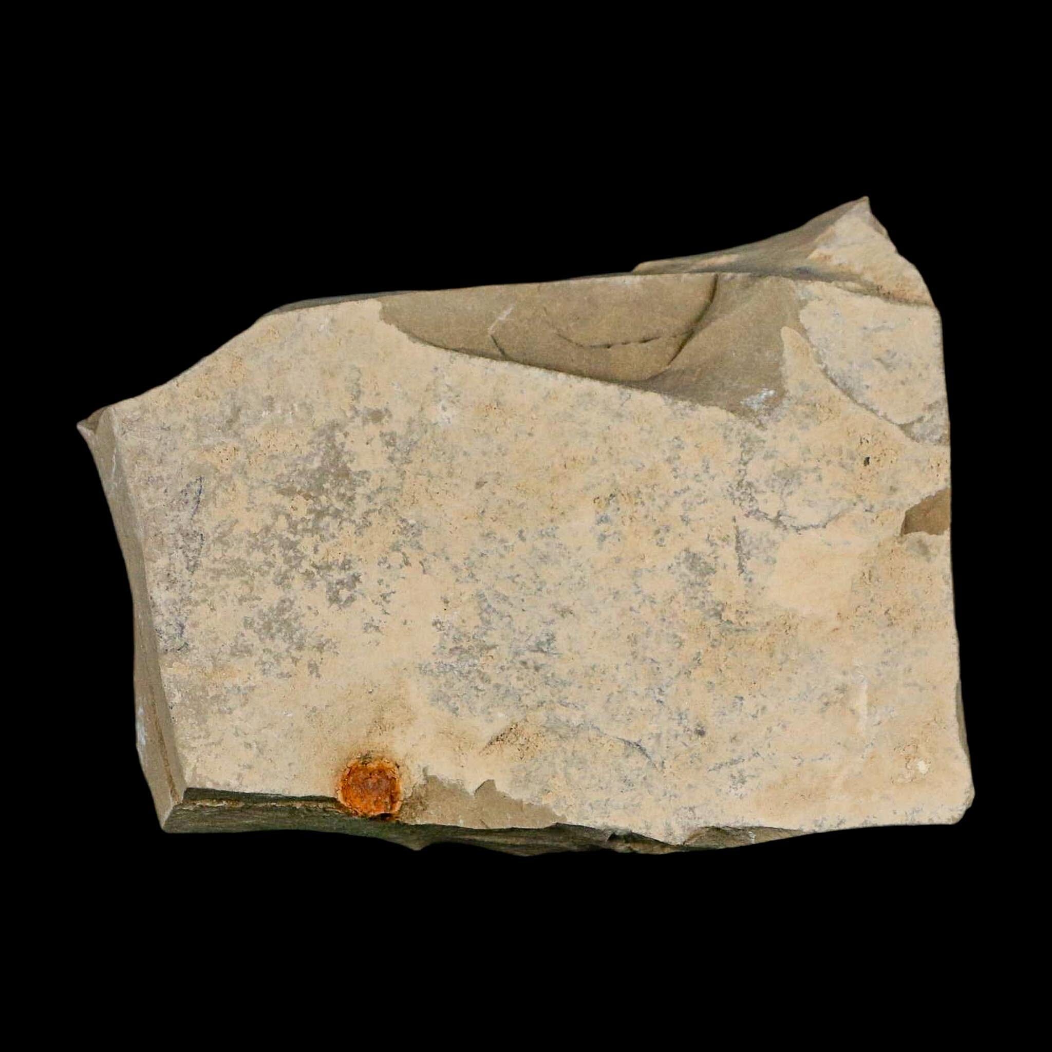 3" Fossil Insect Mortality Plate Green River Formation Uintah County Utah Eocene Age - Fossil Age Minerals