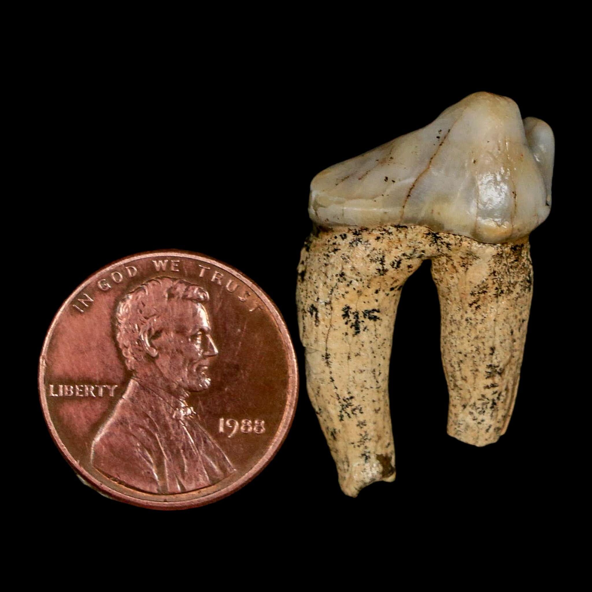1.1" Extinct Cave Bear Ursus Spelaeus Pre-Molar Tooth Rooted Pleistocene Age COA - Fossil Age Minerals