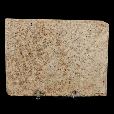 2.4" Diplomystus Dentatus Fossil Fish Green River FM WY Eocene Age COA, Stand