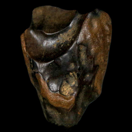 XL 0.8" Triceratops Fossil Tooth Hell Creek FM Cretaceous Dinosaur MT COA, Display