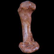 3.1" Extinct Cave Bear Ursus Spelaeus Hand Paw Bone Pleistocene Age Romania COA