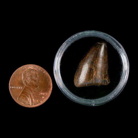0.8" Tyrannosaurus Rex Fossil Tooth Tip Lance Creek Cretaceous Dinosaur WY COA - Fossil Age Minerals