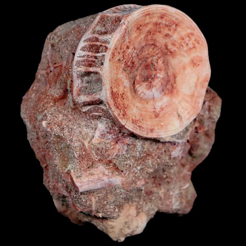 39MM Otodus Obliquus Shark Vertebrae Fossil Bone In Matrix Morocco COA - Fossil Age Minerals