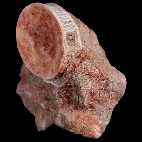 39MM Otodus Obliquus Shark Vertebrae Fossil Bone In Matrix Morocco COA - Fossil Age Minerals