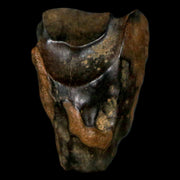 XL 0.8" Triceratops Fossil Tooth Hell Creek FM Cretaceous Dinosaur MT COA, Display