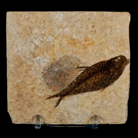 2.5" Knightia Eocaena Fossil Fish Green River FM Wyoming Eocene Age COA & Stand