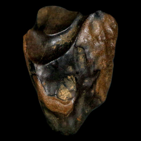 XL 0.8" Triceratops Fossil Tooth Hell Creek FM Cretaceous Dinosaur MT COA, Display