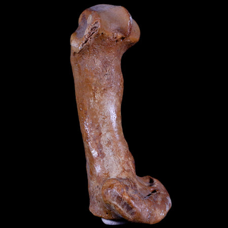3.1" Extinct Cave Bear Ursus Spelaeus Hand Paw Bone Pleistocene Age Romania COA