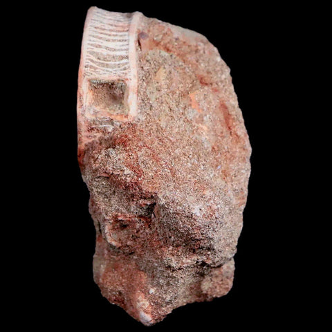 39MM Otodus Obliquus Shark Vertebrae Fossil Bone In Matrix Morocco COA - Fossil Age Minerals