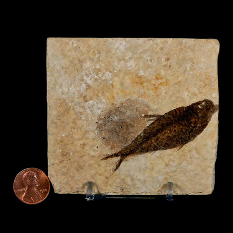 2.5" Knightia Eocaena Fossil Fish Green River FM Wyoming Eocene Age COA & Stand