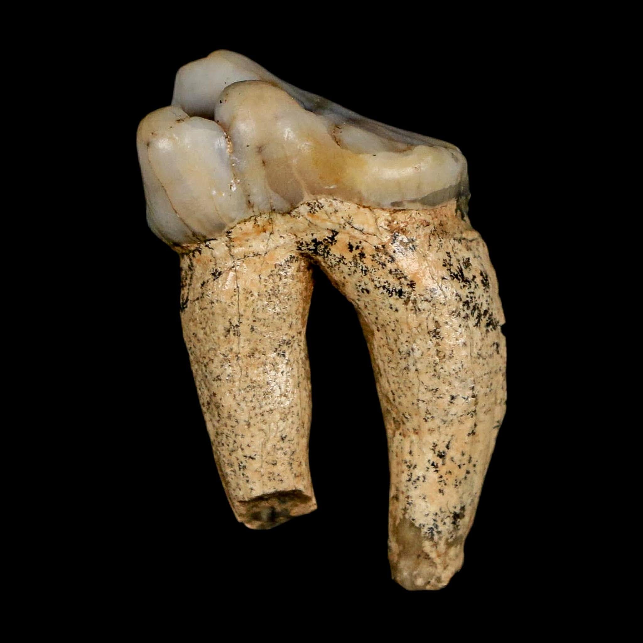 1.1" Extinct Cave Bear Ursus Spelaeus Pre-Molar Tooth Rooted Pleistocene Age COA - Fossil Age Minerals