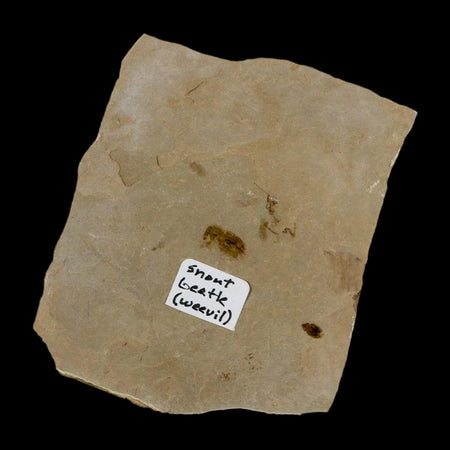 2" Fossil Snout Beetle Insect Green River Formation Uintah County Utah Eocene Age