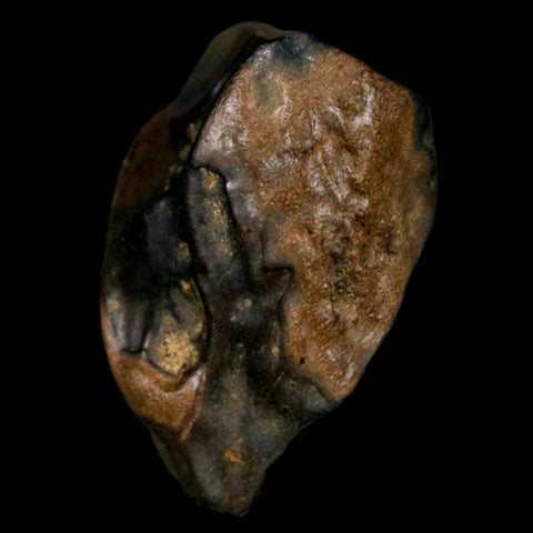 XL 0.8" Triceratops Fossil Tooth Hell Creek FM Cretaceous Dinosaur MT COA, Display