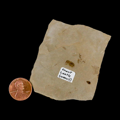 2" Fossil Snout Beetle Insect Green River Formation Uintah County Utah Eocene Age - Fossil Age Minerals