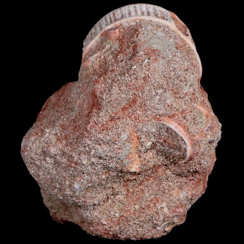 39MM Otodus Obliquus Shark Vertebrae Fossil Bone In Matrix Morocco COA - Fossil Age Minerals