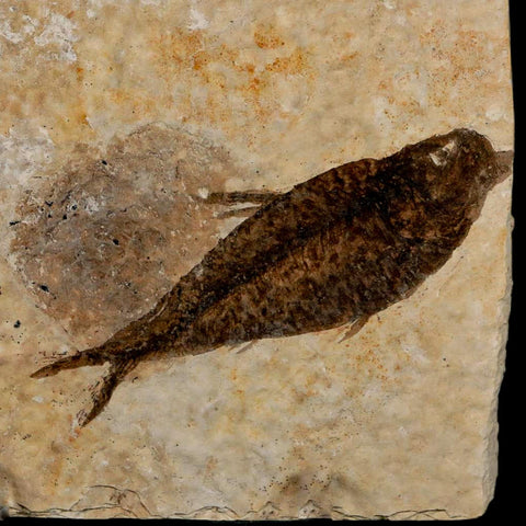 2.5" Knightia Eocaena Fossil Fish Green River FM Wyoming Eocene Age COA & Stand