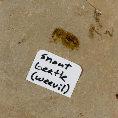 2" Fossil Snout Beetle Insect Green River Formation Uintah County Utah Eocene Age