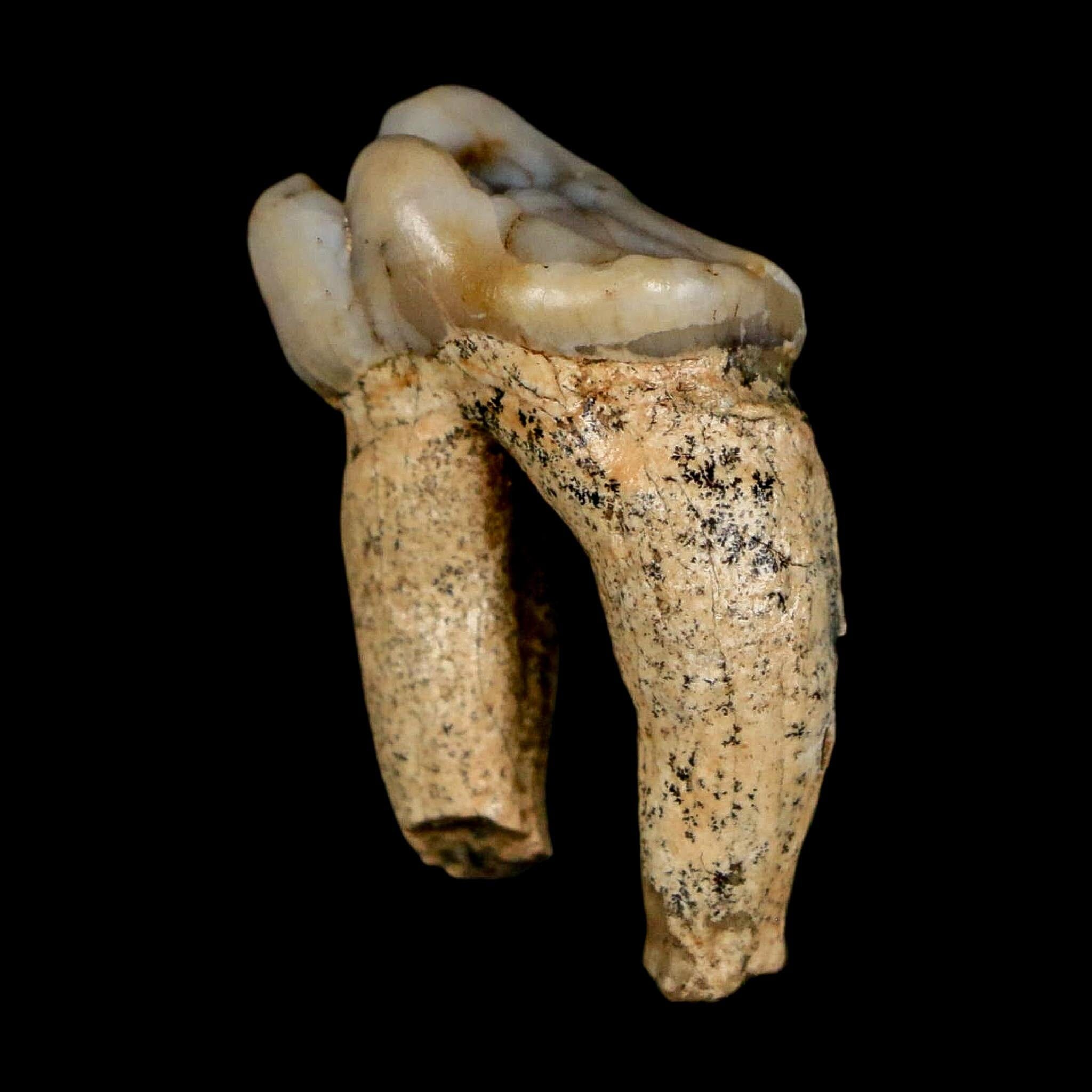 1.1" Extinct Cave Bear Ursus Spelaeus Pre-Molar Tooth Rooted Pleistocene Age COA - Fossil Age Minerals