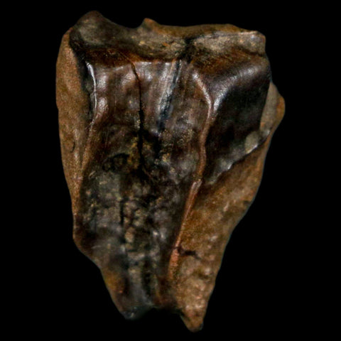 XL 0.8" Triceratops Fossil Tooth Hell Creek FM Cretaceous Dinosaur MT COA, Display