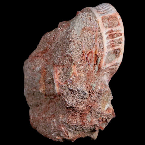 39MM Otodus Obliquus Shark Vertebrae Fossil Bone In Matrix Morocco COA - Fossil Age Minerals