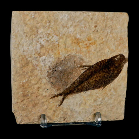 2.5" Knightia Eocaena Fossil Fish Green River FM Wyoming Eocene Age COA & Stand